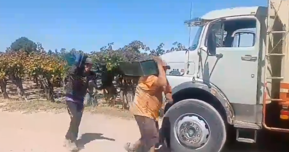 En San Juan pagan $200 el kilo de uvas, lo mismo que una semita, y los viñateros temen la desaparición de fincas