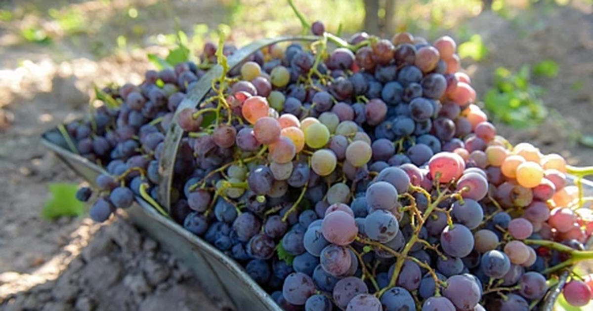 Sin respiro para Cuyo: la vitivinicultura se hunde en su crisis mientras las hortalizas y las frutas dan señales de sob