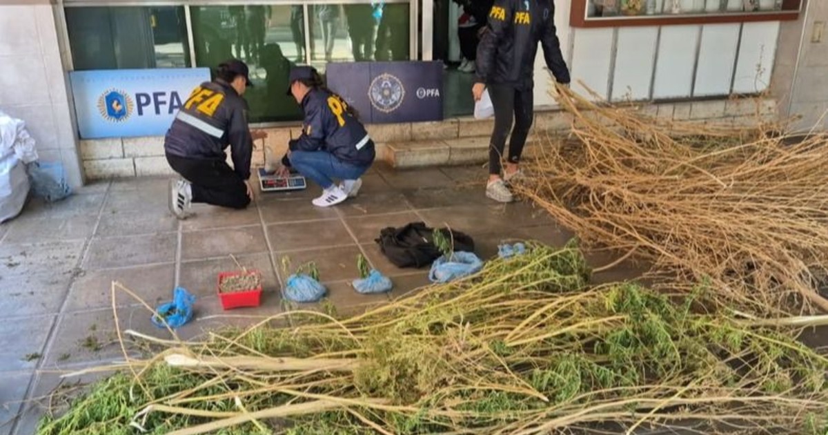 Encontraron más de 5 kilos de marihuana en Pocito y desmantelaron un centro de producción