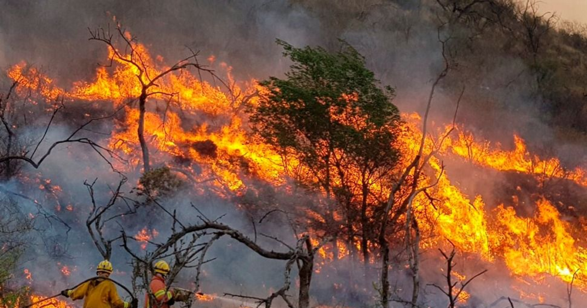 Hacia una Ley de Ecocidio: El Senado avanza con la penalización de delitos ambientales graves