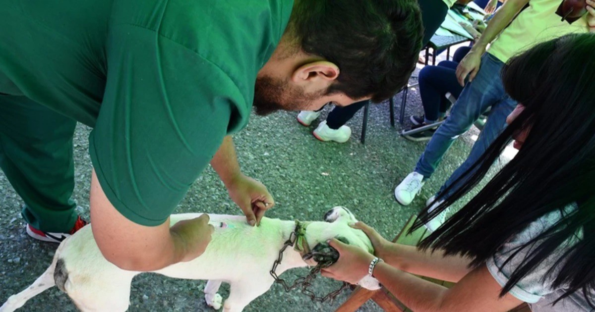 Mirá dónde vacunar y desparasitar gratis a perros y gatos en San Juan