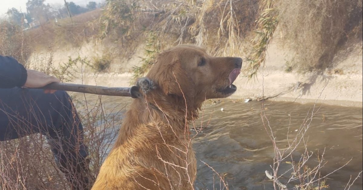 Rescataron un perro de un canal y ahora buscan a sus dueños