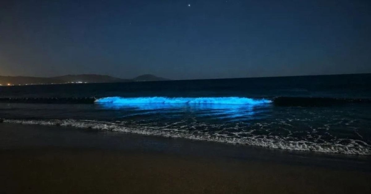 Bioluminiscencia en Chile: el fenómeno que ilumina el mar avanza por las playas y sorprende a miles de visitantes