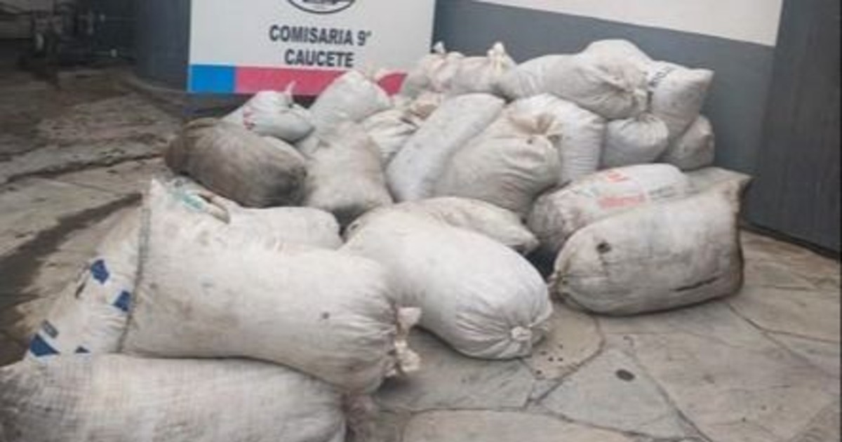 En un megaoperativo en Caucete, secuestraron 2.500 kilos de pasas de origen sospechoso y hallaron plantas de marihuana