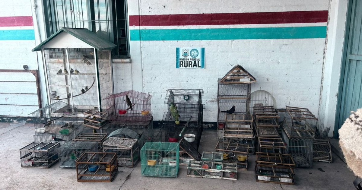 Rescataron 40 aves silvestres en dos allanamientos realizados en Pocito