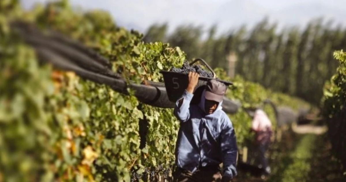 Fecovita defendió el precio de la uva en San Juan y dijo que no puede pagar más a viñateros: está dentro del mercado