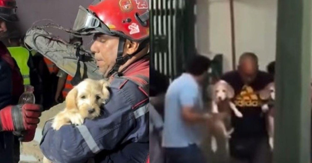 Compasión durante la tragedia: dos historias de rescates de perros conmueven tras el terremoto en Venezuela