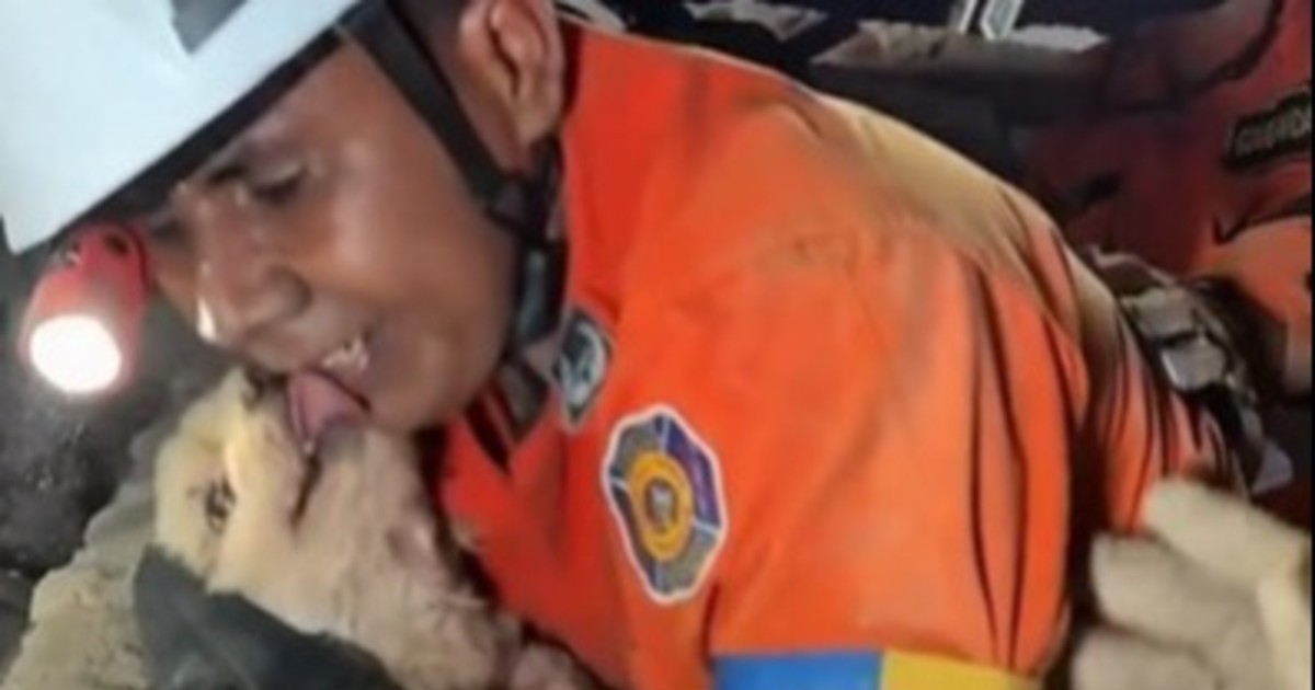 A una semana del doble terremoto en Venezuela rescataron a una perrita que conmovió a todos con su reacción