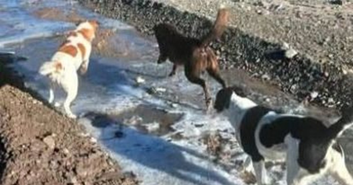 Río congelado, sol y el disfrute de tres perritos: las hermosas fotos tomadas en Pedernal