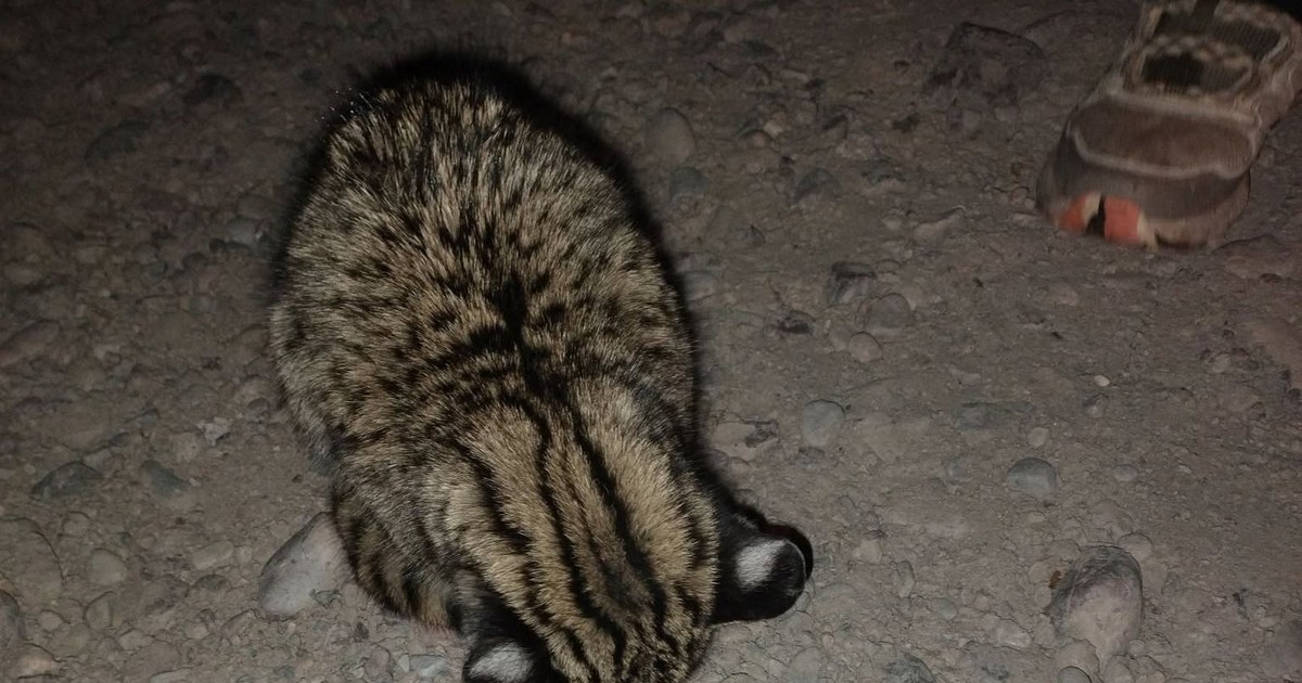 En busca del gato montés de la Costanera: apareció el extraño animal y piden rescatarlo