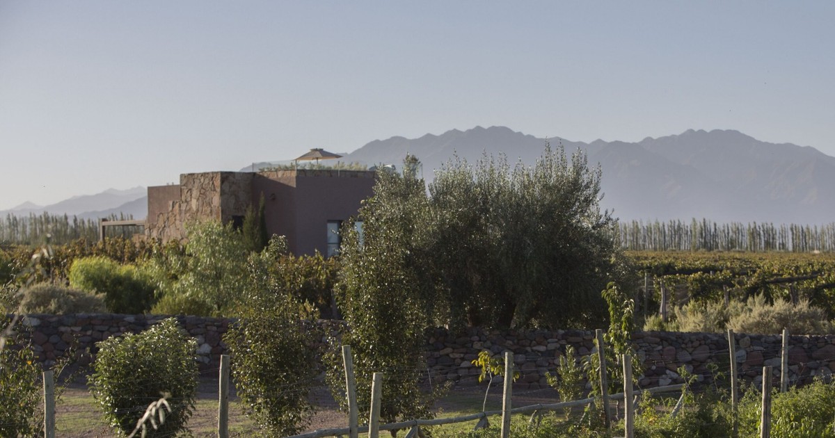 Crisis en el Valle de Uco: producir una hectárea de vino ya genera pérdidas por $2,65 millones