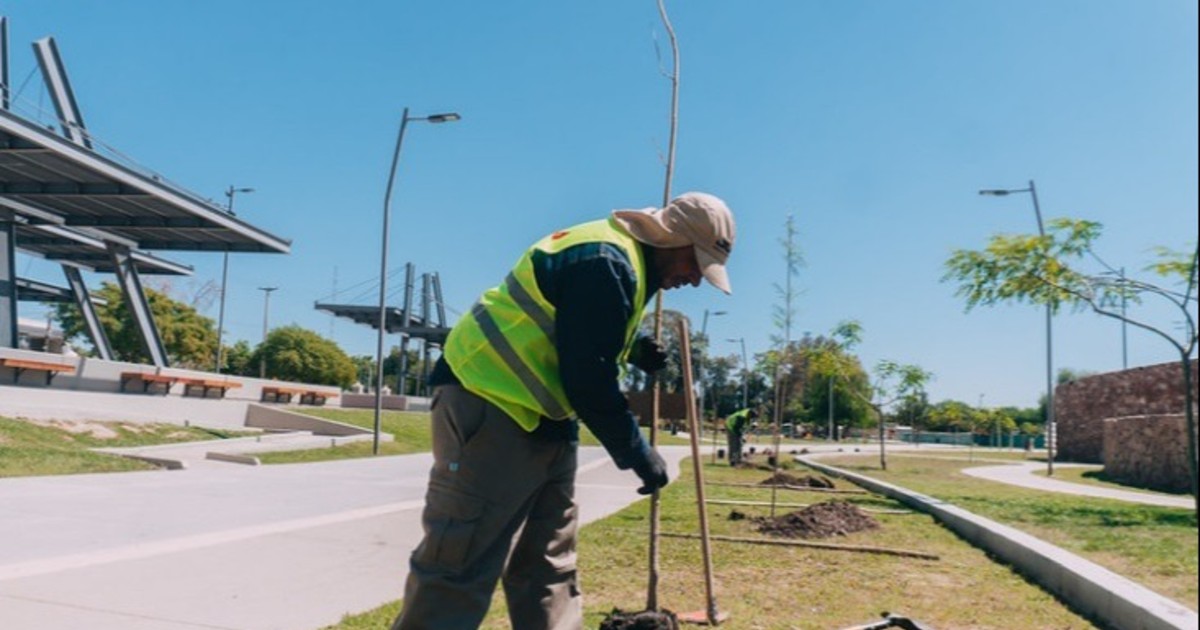 8.500 brotes de futuro: el plan para reverdecer cada rincón de San Juan