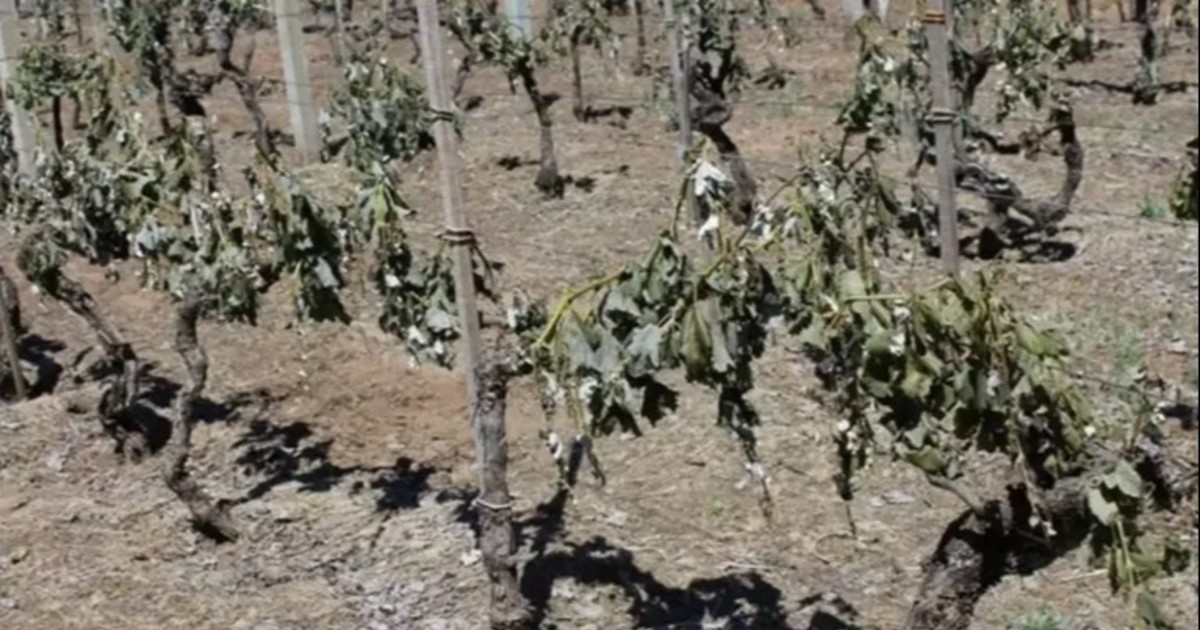 Nace Día Bajo Cero, una jornada regional para anticiparse a las heladas
