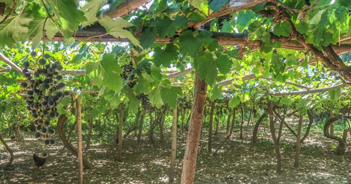 Buscan desarrollar vides que produzcan más con menos agua en la Región de Coquimbo