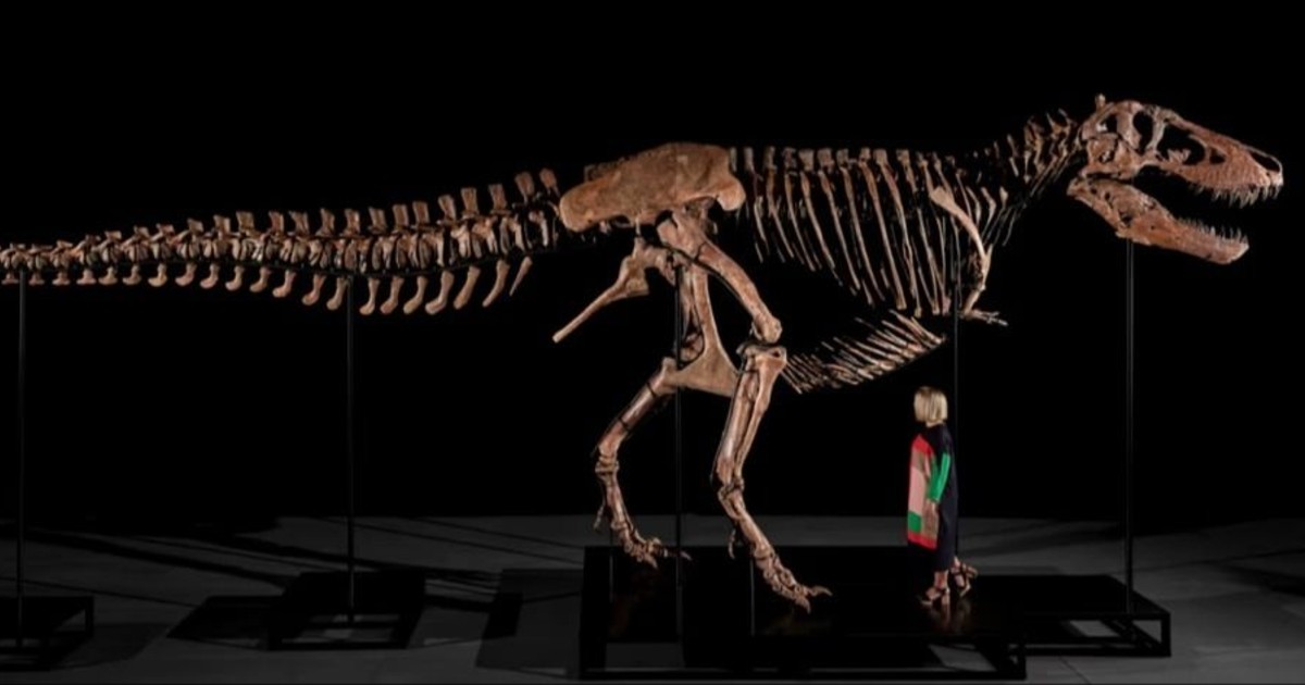Subastaron a Gus, uno de los Tiranosaurios rex más grandes del mundo: a cuánto se vendió