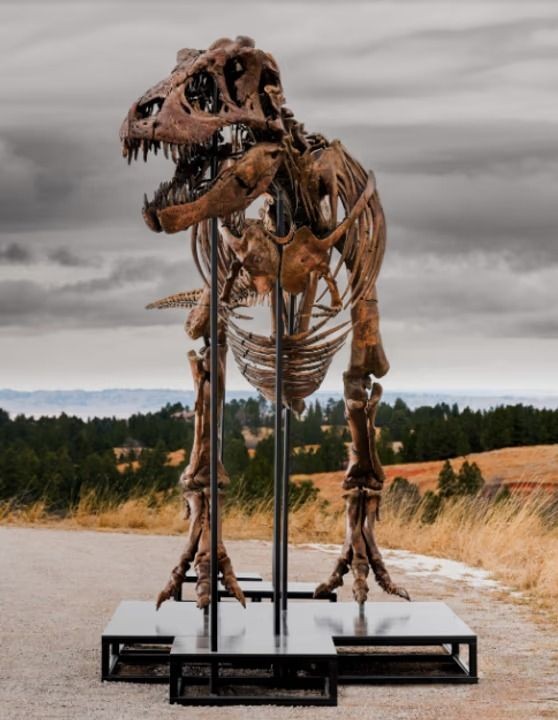 Subastaron a Gus, uno de los Tiranosaurios rex más grandes del mundo: a cuánto se vendió