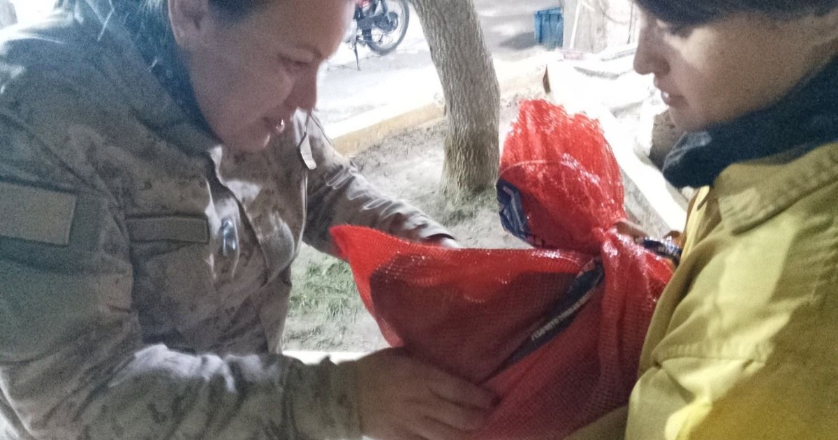 Bomberos rescataron un gatito de arriba de un árbol y una policía lo adoptó