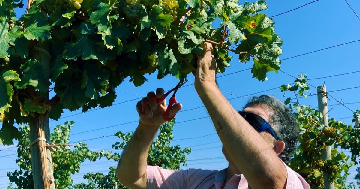 El proyecto agroecológico de Catuco Molina que tiene  vides, olivos, pistachos, bodega, y ahora suma un ecopueblo