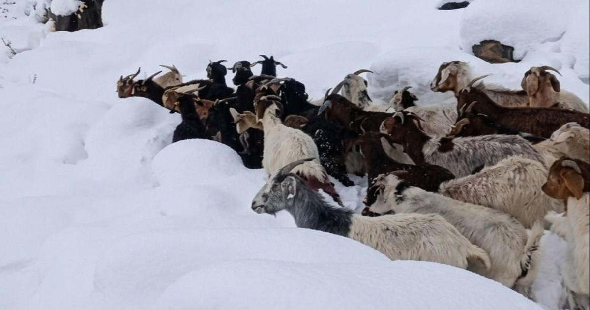 Postal de invierno: un impactante manto blanco cubrió Iglesia