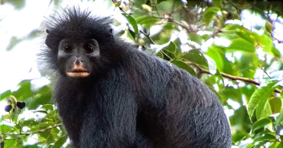 Científicos descubren una nueva especie de mono: tiene cara de máscara