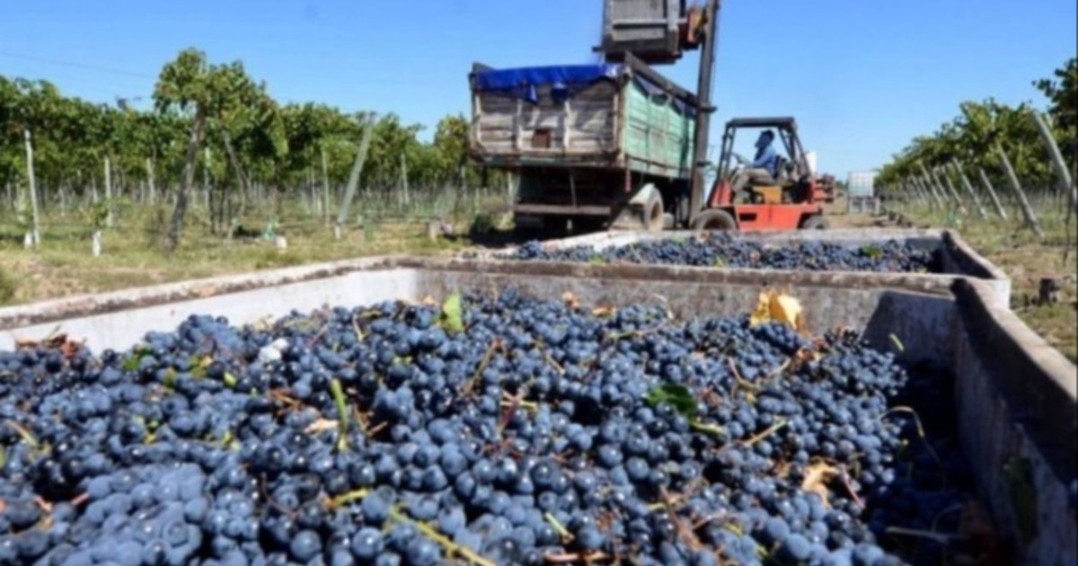 Punto por punto, en San Juan: qué cambios propone el plan de desregulación de Sturzenegger para el vino