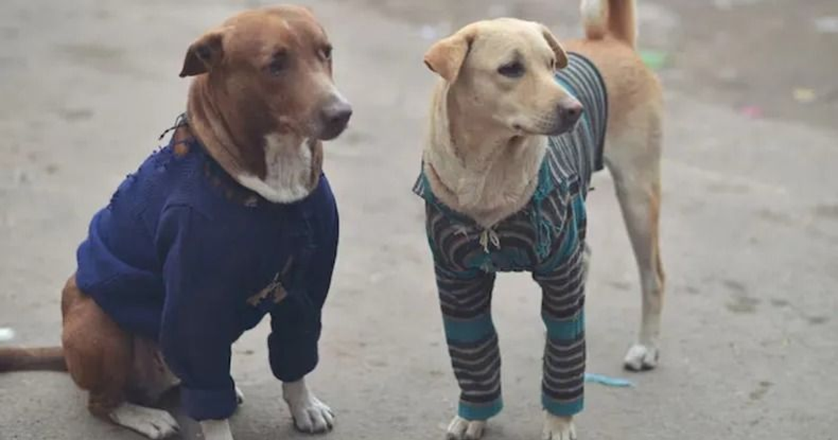 La universidad y proteccionistas se unen en un proyecto para abrigar a los perros callejeros