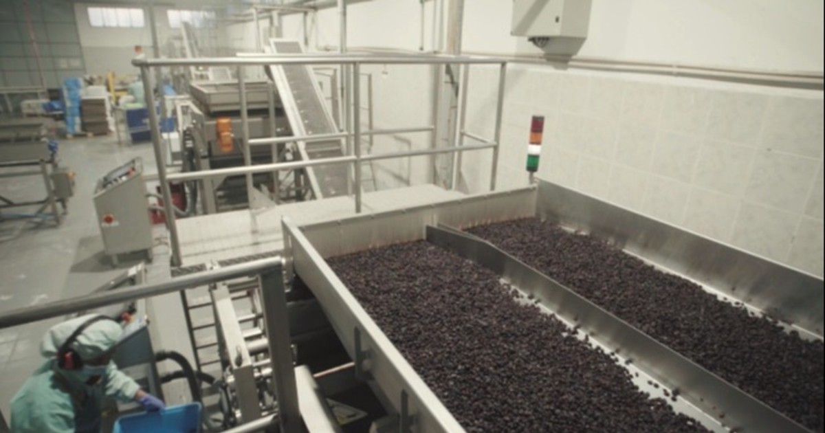 La industria que mueve miles de empleos en San Juan y transforma un tercio de la uva en pasas